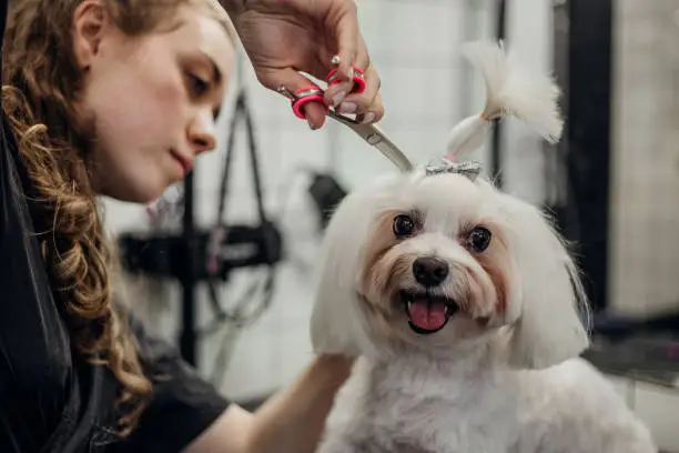 Pet grooming | 10 Low-Cost Business Ideas with High Profit 2023