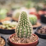 What is Cactus Plant Flea Market?